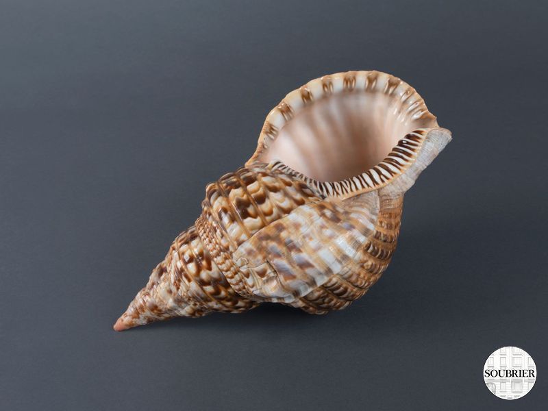 coquillage triton geant