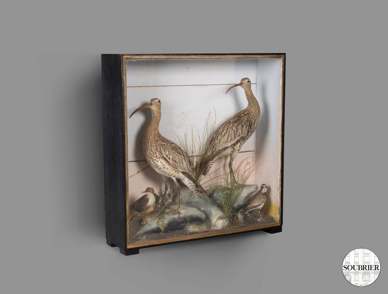 Glass case with stuffed birds