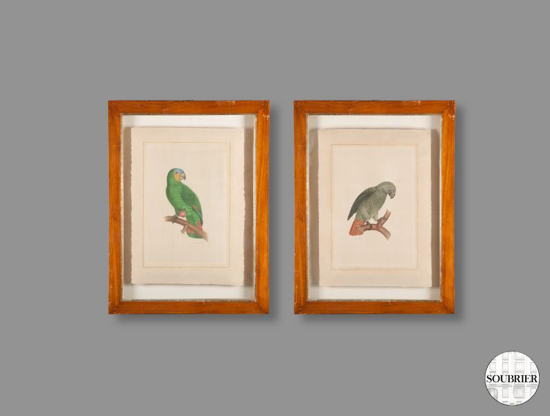 watercolors Parrots