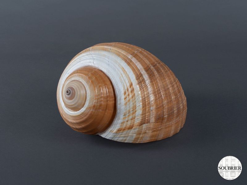 dolium shell