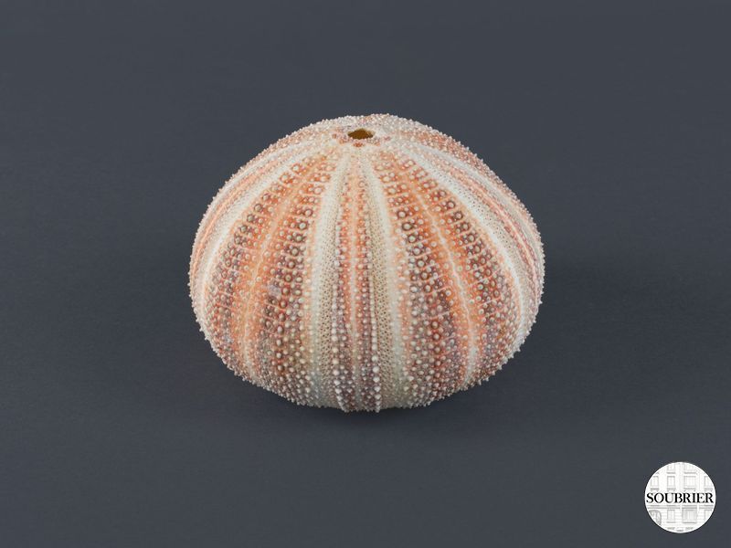 shell sea egg