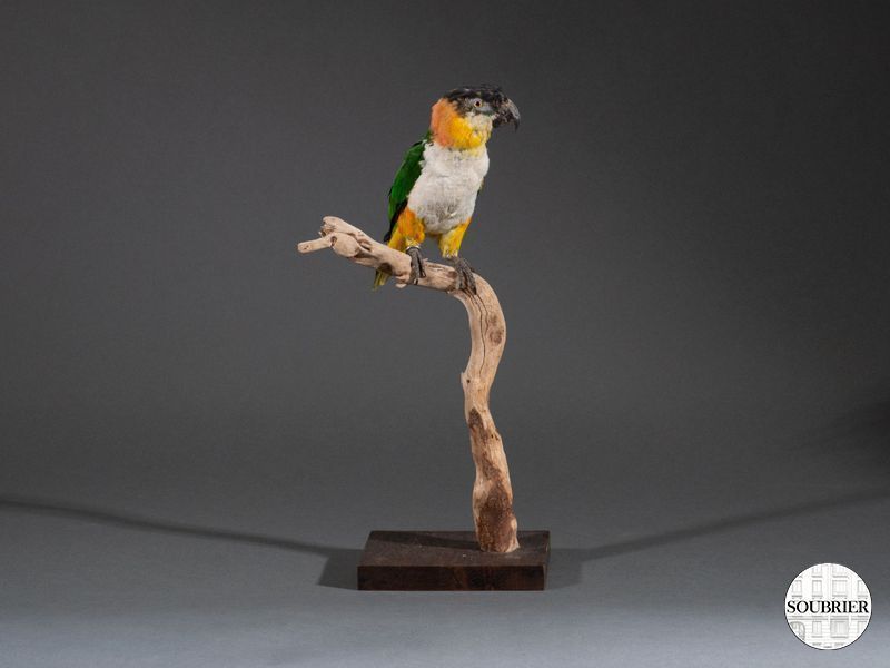 Perroquet empaillé