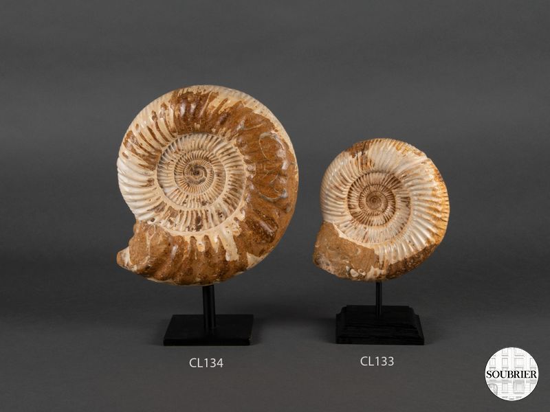 Ammonite Madagascar sur socle