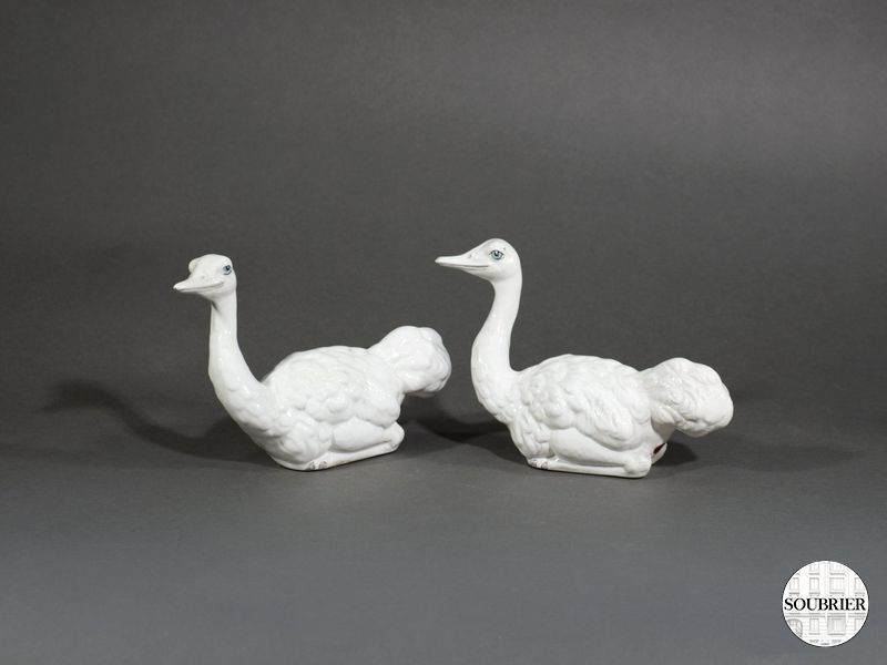 Autruche couchée faï