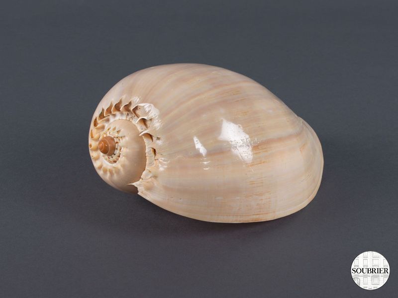 hygrophila seashell