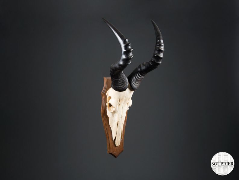 antilop stag's antlers