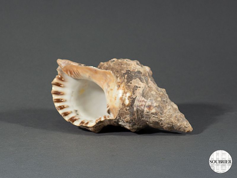 Coquillage genre bigorneau géant