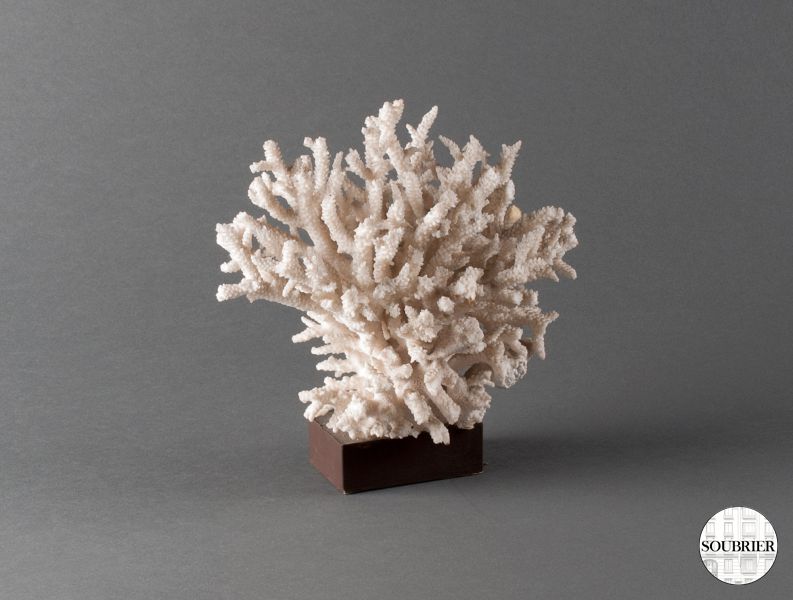 white coral