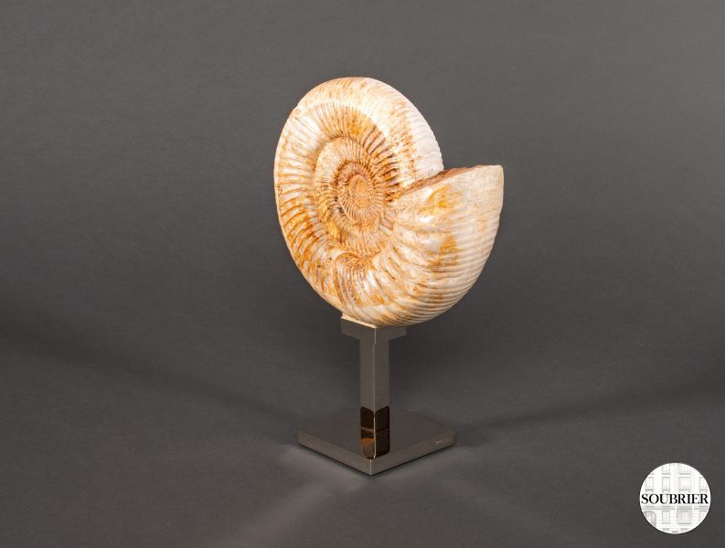 Ammonite