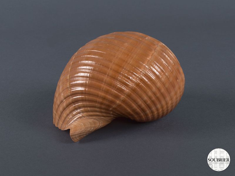 shell dolium