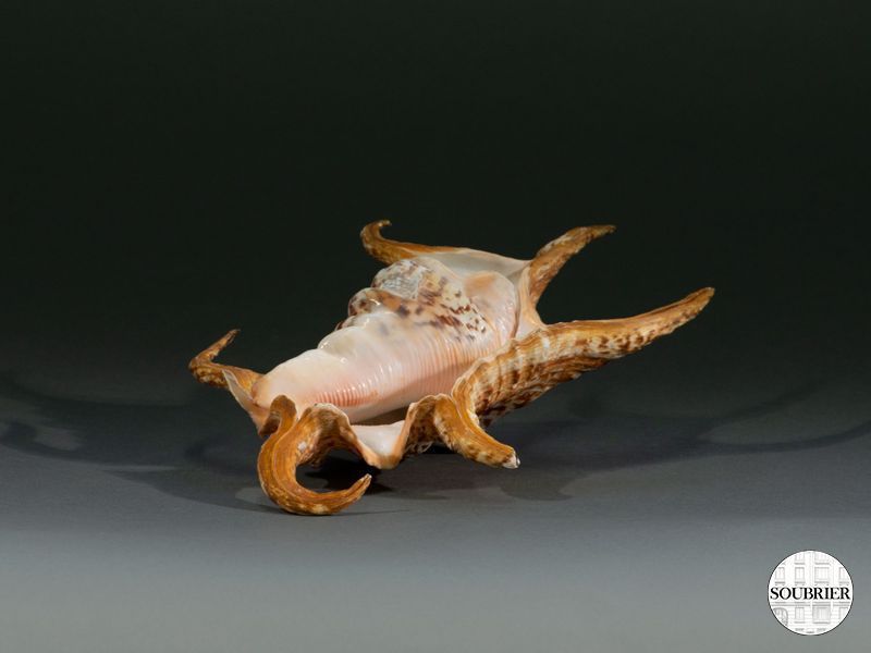 Coquillage araignée