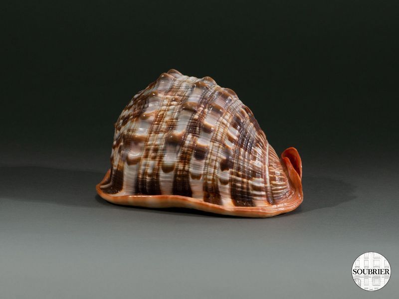 Coquillage petits carrés