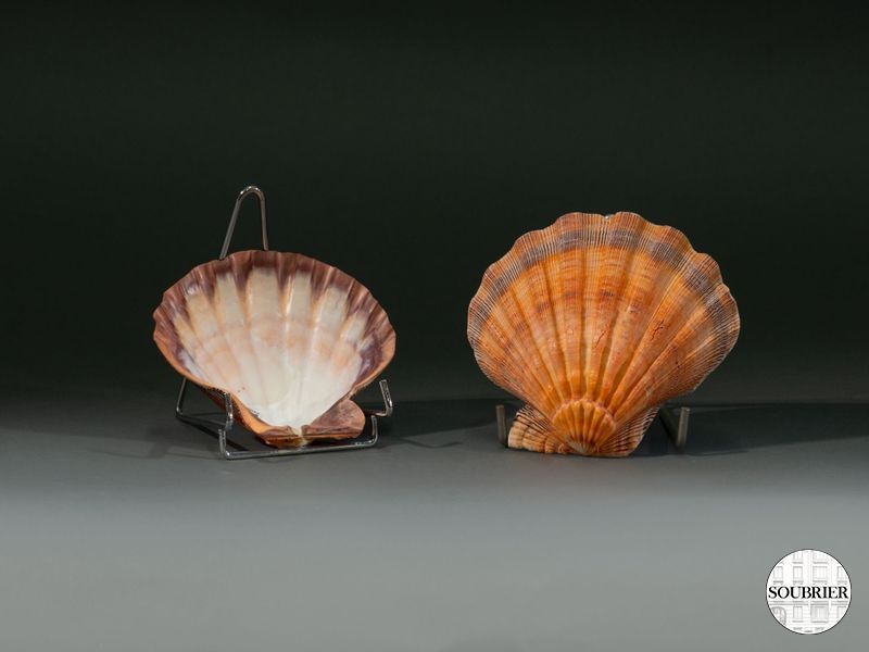 2 coquilles saint jacques