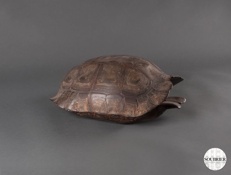 Carapace de tortue