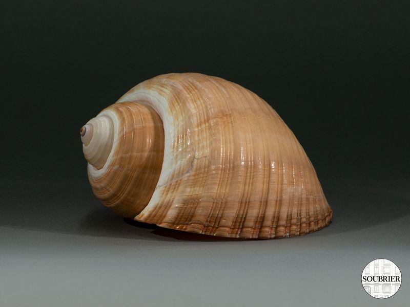 Coquillage conque beige