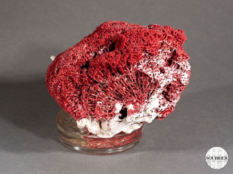 Corail rouge éponge