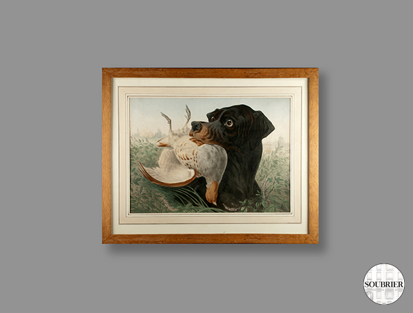 Gravure chien de chasse