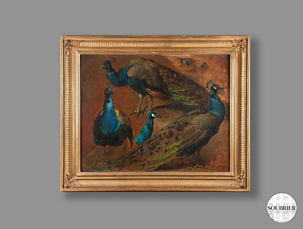 Oil peacocks