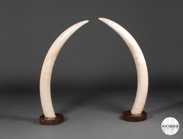 Elephant tusks